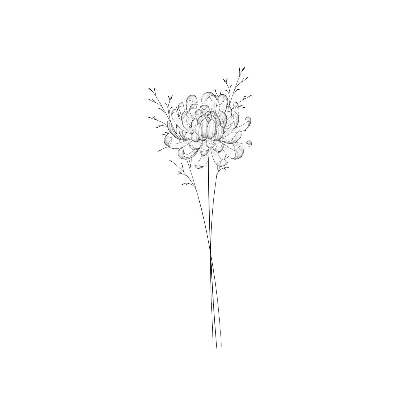 Ontwerp van een half opengeklapte chrysant met fijne lijnen en lichte schaduw, met achter de bloem twee minimalistische takjes.