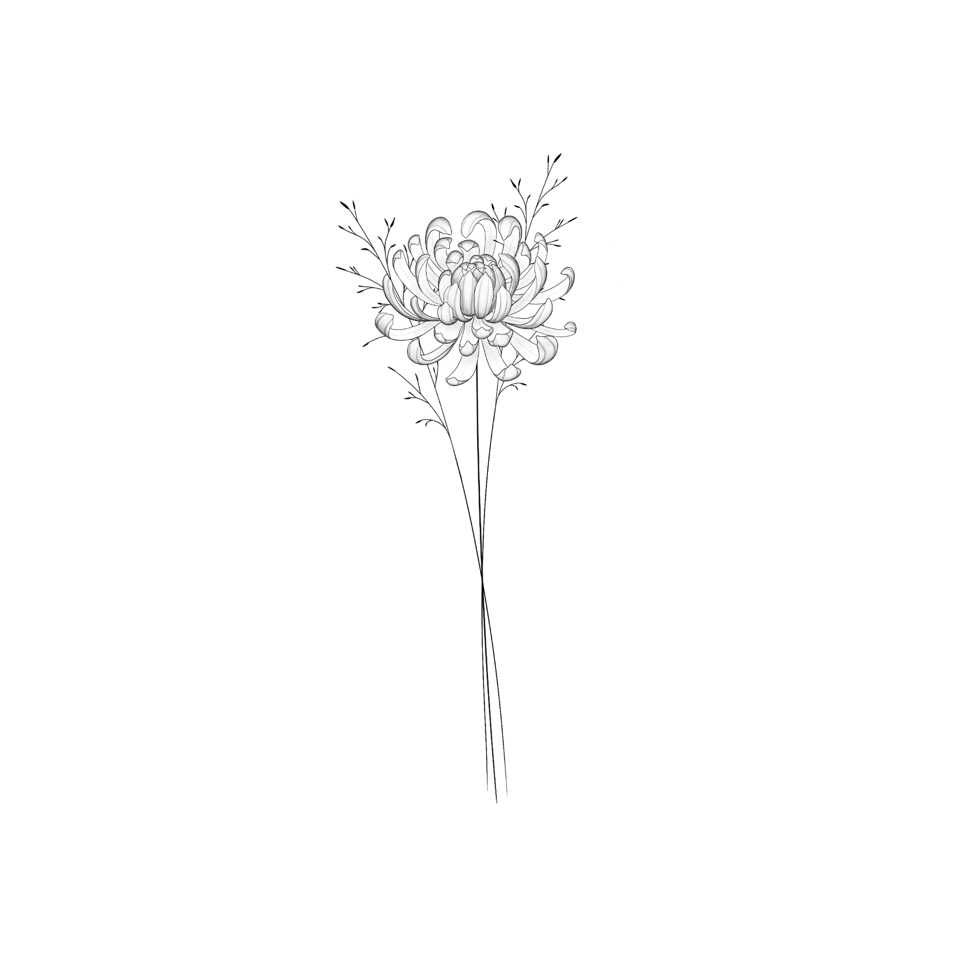 Ontwerp van een half opengeklapte chrysant met fijne lijnen en lichte schaduw, met achter de bloem twee minimalistische takjes.