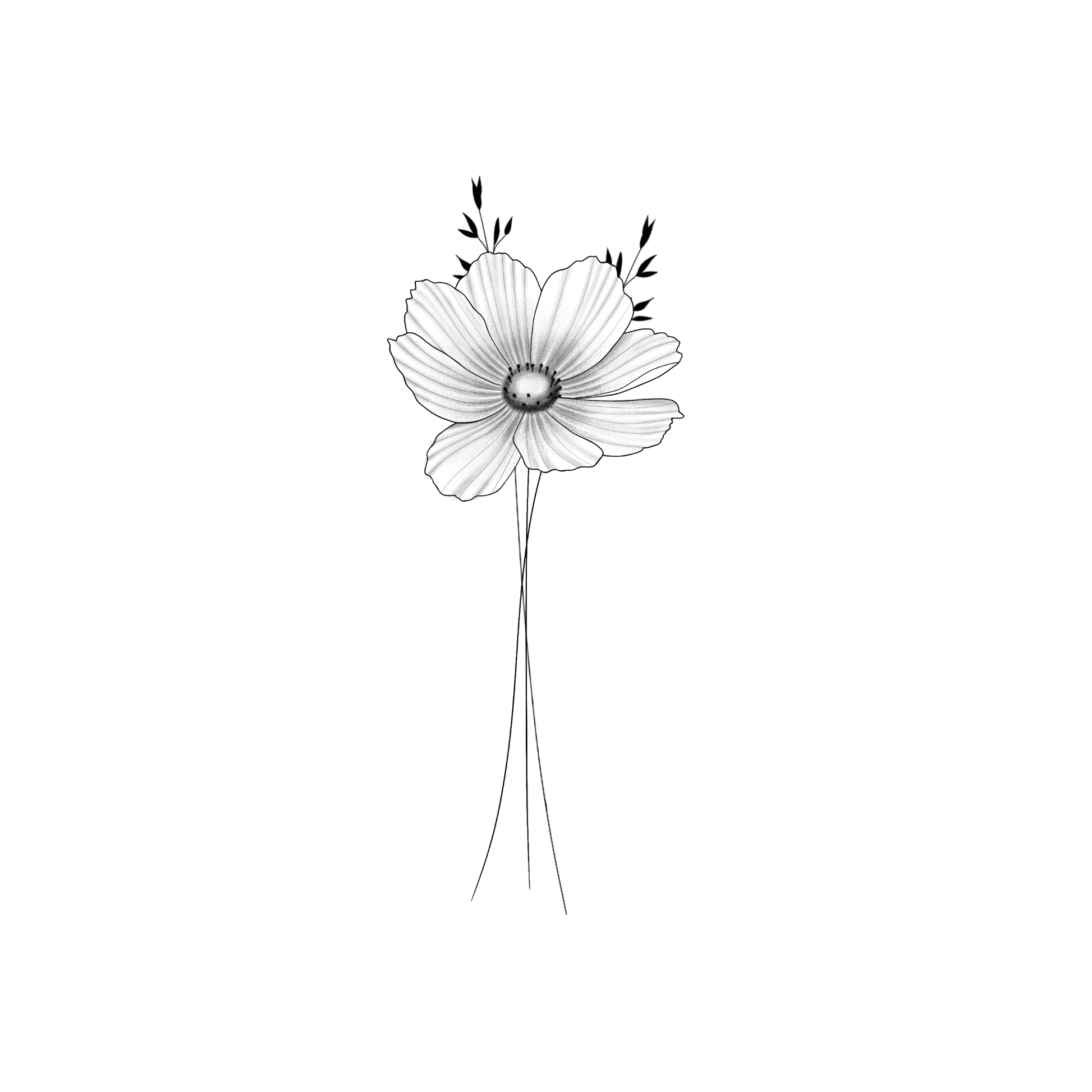 Ontwerp van een Cosmos bloem met lichte schaduw in alle balderen. In de kern van de bloem zitten een aantal kleine stampers. Achter de bloem staan twee sierlijke takjes.