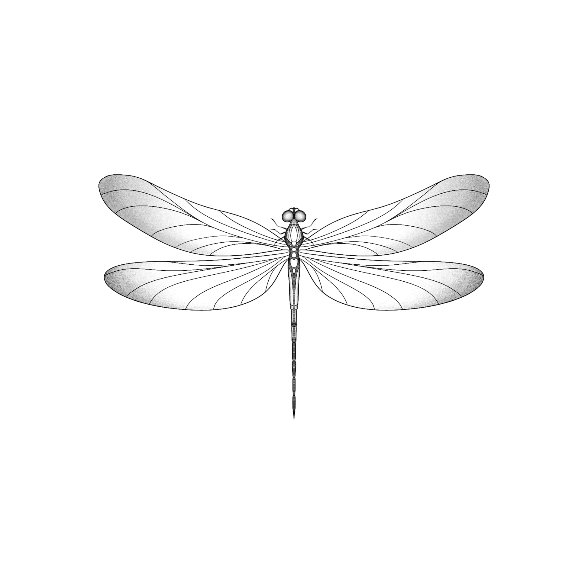 Ontwerp van een gedetailleerde libelle met lichte schaduw.
