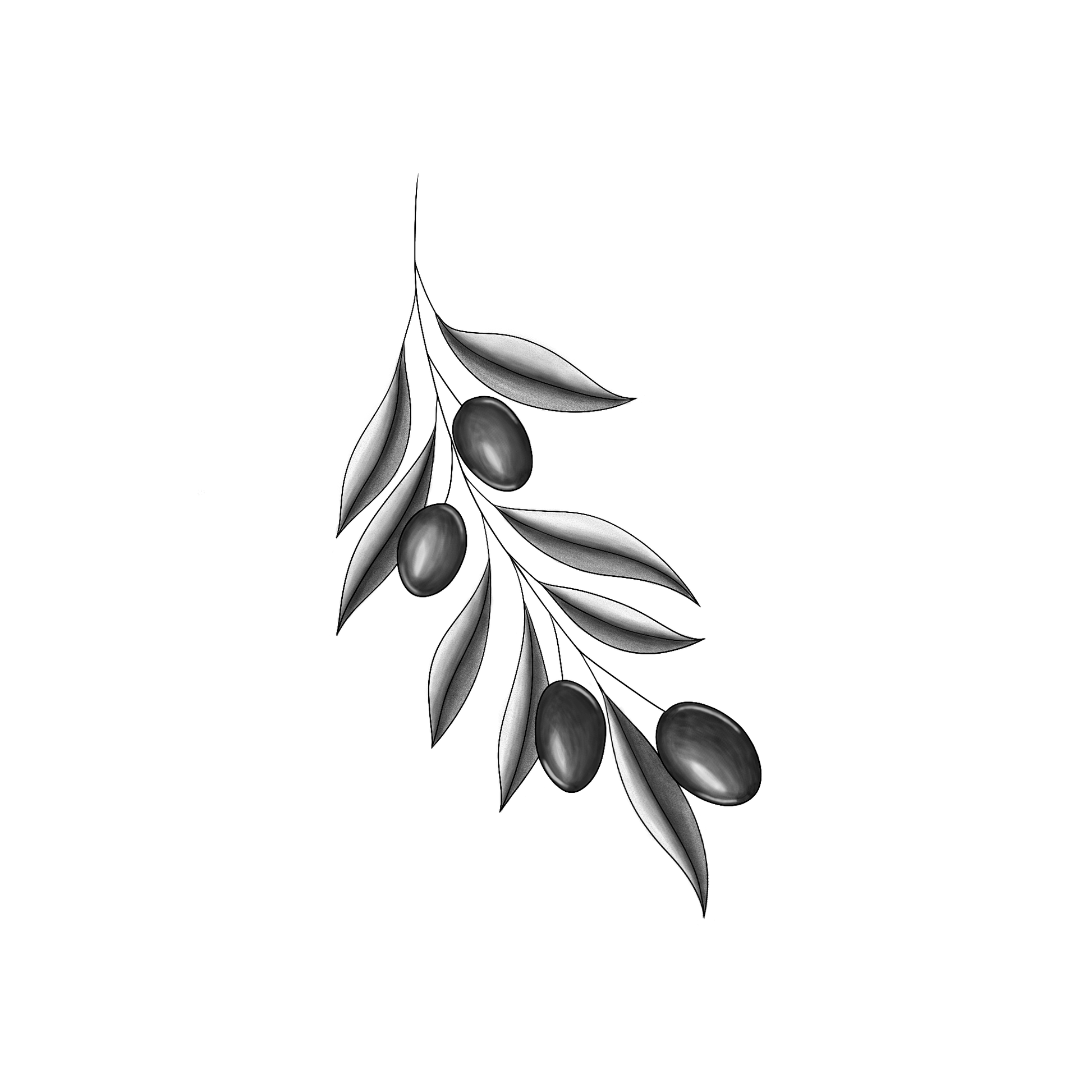 Ontwerp van een lichtgebogen olijventak met daar aan 4 donkere olijven, met geschaduwde bladeren er bij.