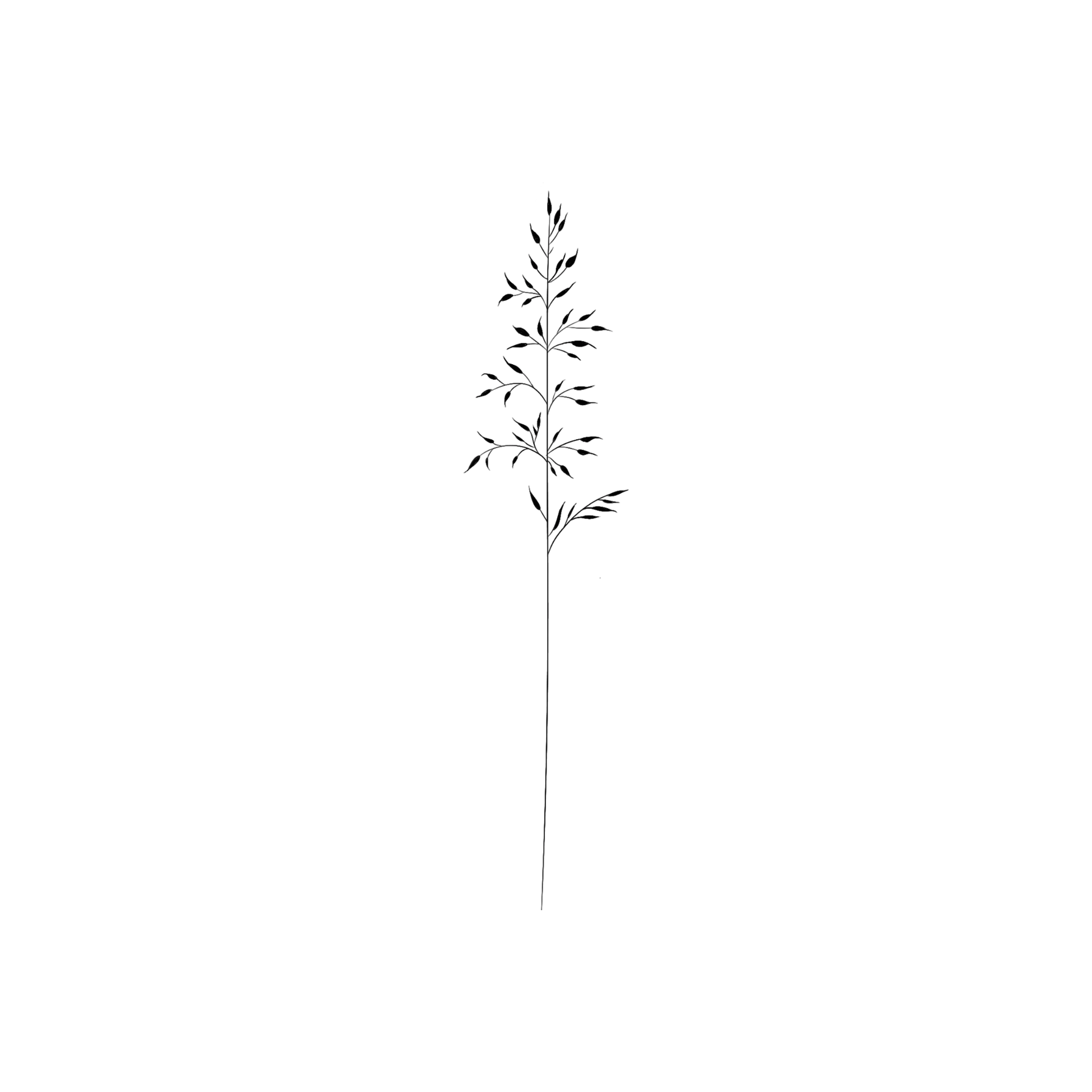Ontwerp van een minimalistisch Rood Zwenkgras sprietje.